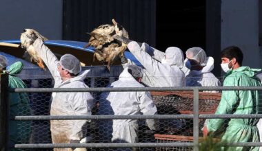 Un caso di influenza aviaria in un volatile nel Canavese