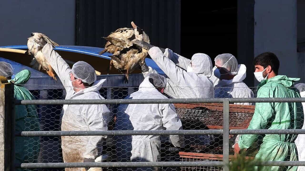 Un caso di influenza aviaria in un volatile nel Canavese