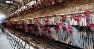 La Svezia abolisce le galline in gabbia mentre l’aviaria minaccia gli allevamenti intensivi