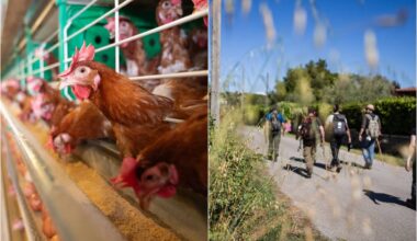 Manovra 2026, dagli animali senza gabbie ai pellegrini: le micro-norme - Sky TG24