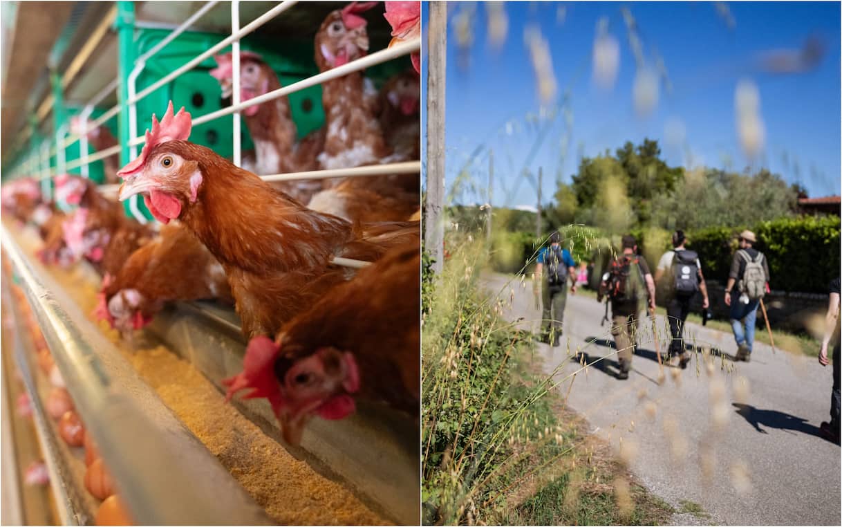 Manovra 2026, dagli animali senza gabbie ai pellegrini: le micro-norme - Sky TG24