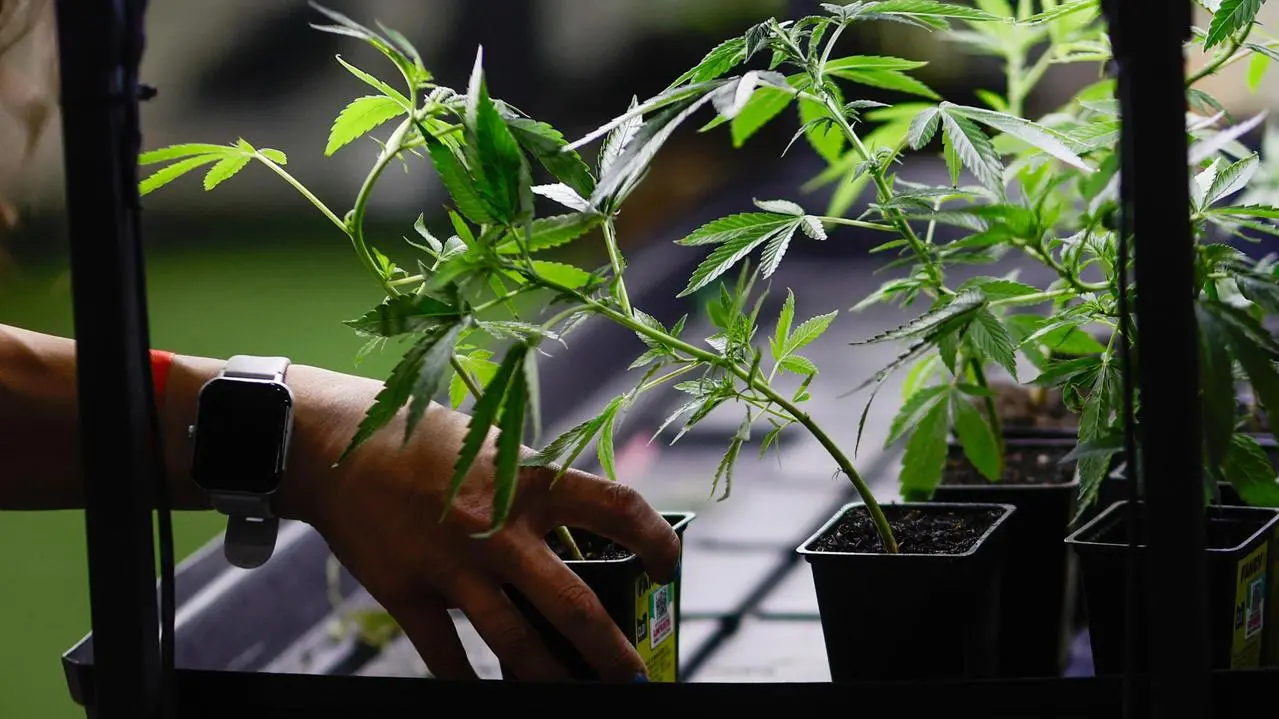 Marcia indietro su cannabis light, emendamento sarà ritirato