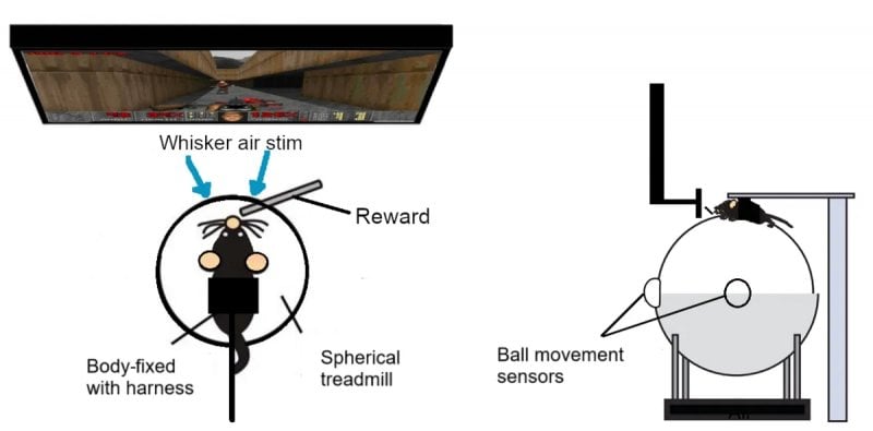 Uno schema del nuovo esperimento tra topi e DOOM