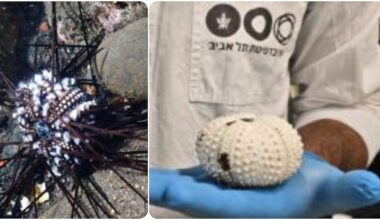 scheletri bianchi dalle Canarie al Mar Rosso