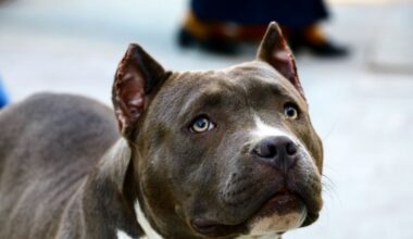 Pitbull aggredisce il padrone, la moglie uccide il cane e lo salva