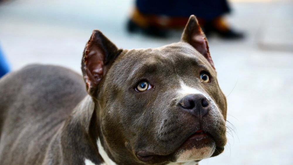 Pitbull aggredisce il padrone, la moglie uccide il cane e lo salva