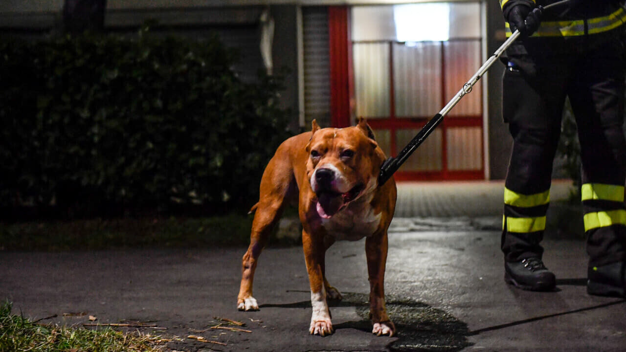 Carabiniera azzannata da un pitbull durante un arresto
