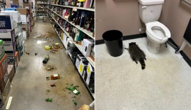 Usa, procione entra in un negozio di liquori e si ubriaca. Salvato dai dipendenti