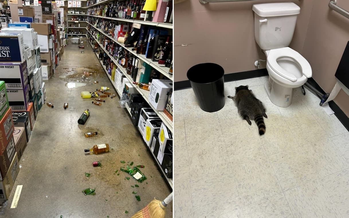 Usa, procione entra in un negozio di liquori e si ubriaca. Salvato dai dipendenti