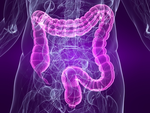 Intestino, non è condannato a invecchiare: due studi spiegano come prevenirne il declino