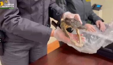 Arriva con una testa di coccodrillo dalla Thailandia, scoperto in aeroporto: palermitano nei guai