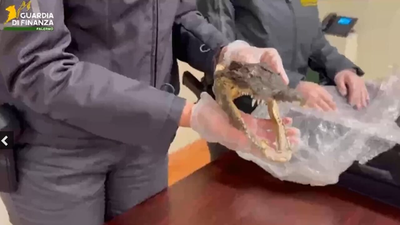 Arriva con una testa di coccodrillo dalla Thailandia, scoperto in aeroporto: palermitano nei guai