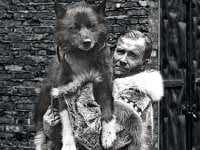 Togo fu il vero cane eroe ma la Amblin di Steven Spielberg gli preferì Balto nel film del 1995: perché?