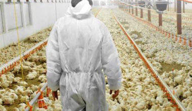 Focolaio di influenza aviaria in un allevamento di pollame: è ad "alta patogenicità". Istituita un'area di sorveglianza per un raggio di 10 chilometri 