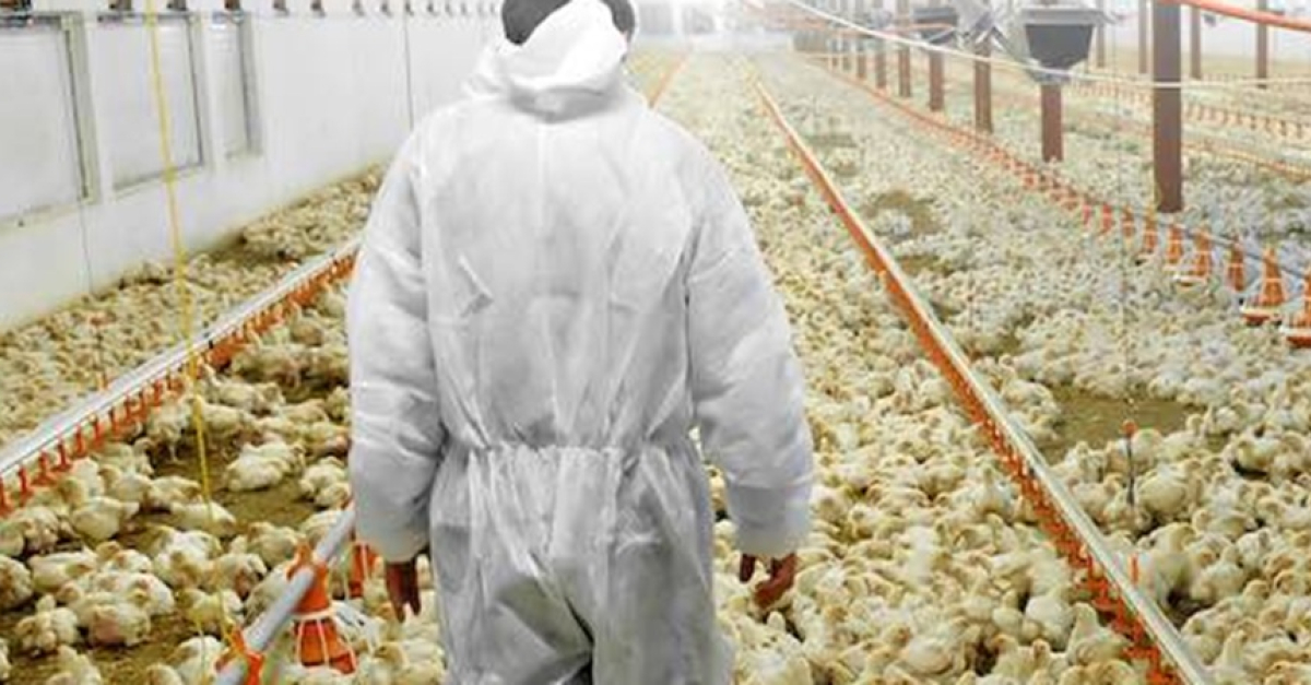 Focolaio di influenza aviaria in un allevamento di pollame: è ad "alta patogenicità". Istituita un'area di sorveglianza per un raggio di 10 chilometri 