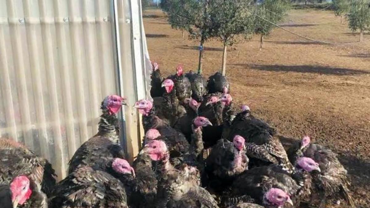 Focolaio di aviaria in un allevamento ad Argenta (Ferrara), verranno abbattuti 60mila tacchini