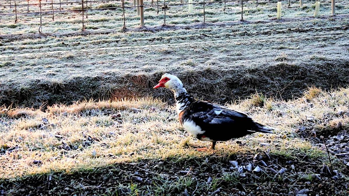 Aria fredda scesa dalla Scandinavia, temperature fino a