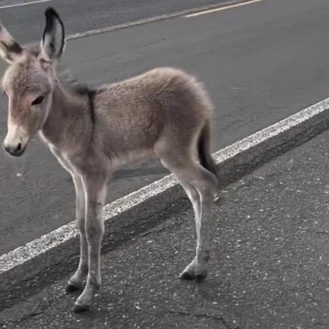 “Non ti lasceremo qui”: l’asinella rimasta accanto alla madre morta e la scelta che le ha salvato la vita