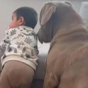 Il cane Bear controlla ogni ora i “piccoli di casa” con l’influenza: il gesto di cura che emoziona