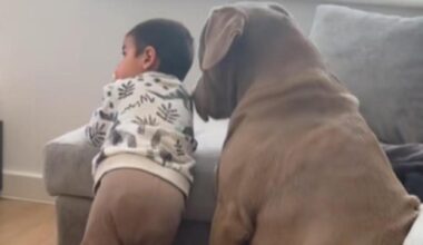 Il cane Bear controlla ogni ora i “piccoli di casa” con l'influenza: il gesto di cura che emoziona