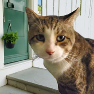 Il gatto Duke sparisce durante un viaggio on the road: poi settimane dopo un miagolio cambia tutto