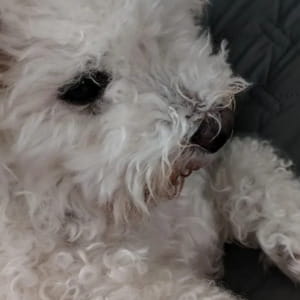 Otto anni in un box senza mai uscire: ora Muffin sta imparando cosa vuol dire essere un cane felice