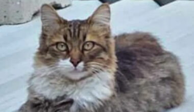 Lieto fine per Brad Pitt, il gatto dagli occhi verdi “troppo bello per vivere in strada” trova casa