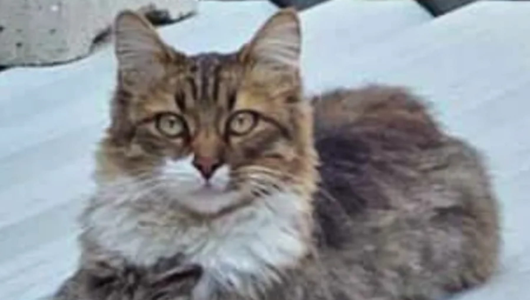 Lieto fine per Brad Pitt, il gatto dagli occhi verdi “troppo bello per vivere in strada” trova casa