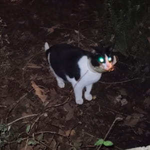 Il delicato salvataggio di Tezlica, il gatto con la testa bloccata in un barattolo di vetro