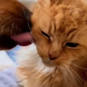 A 26 anni non riesce più a toelettarsi da solo, così il cane si prende cura del suo amico gatto