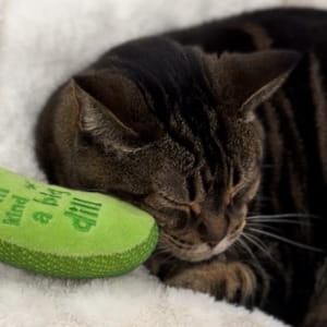 “Non sono più un tipo da gatto”: dopo 11 anni va a far sopprimere Pumpkin, ma c’è chi dice no