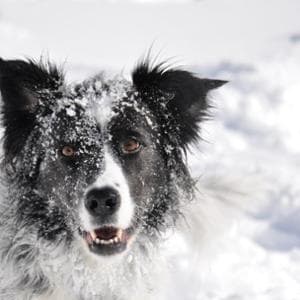 Quello che fa il cane Arrow ogni volta che nevica non smette mai di stupire il suo umano