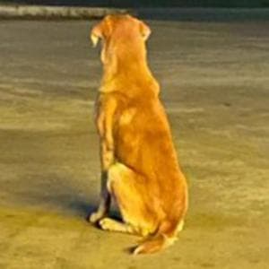 Aspettando invano nel parcheggio: la rinascita di Samson, il cane abbandonato al suo destino