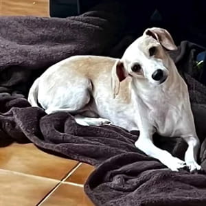 Un incidente stradale nella notte, poi la svolta: il cane randagio Bidu non tornerà mai più in strada