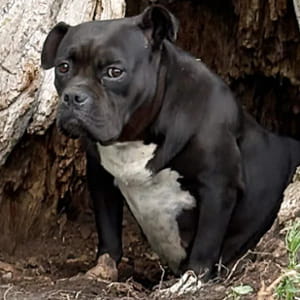 Il cane Maya viveva dentro un albero per sfuggire al freddo, salvato prima che fosse troppo tardi