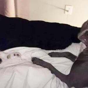 Lascia per la prima volta a casa da soli cane e gatto, impreparata a vedere quello che accadrà