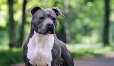 per malore incinta perde feto