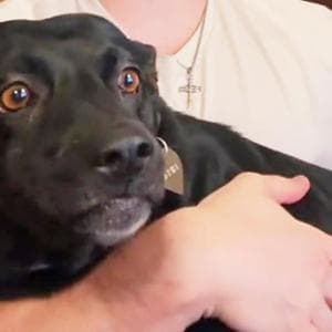 Dal rifugio al test del Dna: la vera identità di Birdie, il cane “strano” che non poteva volare