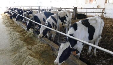 Latte estero a prezzi stracciati e l’effetto dazi: in Piemonte le stalle rischiano di chiudere