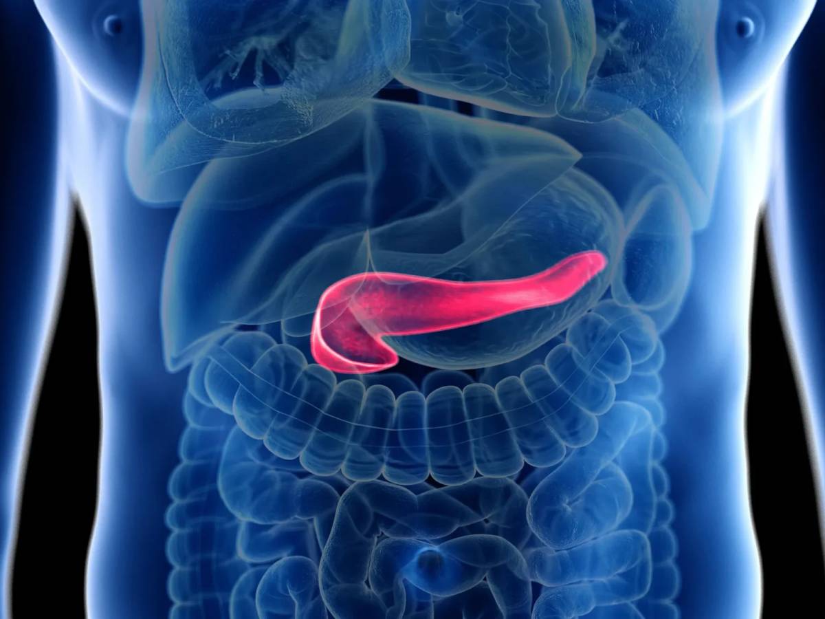 Cancro al pancreas scompare nei topi: la nuova speranza dalla Spagna