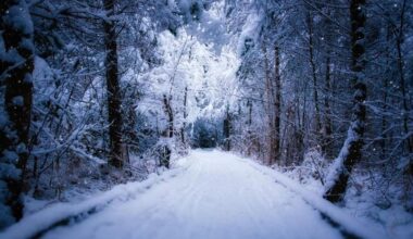 Belluno, bimbo lasciato a piedi dal bus perché non aveva il biglietto da 10 euro