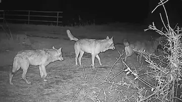 Branco di lupi in aeroporto a Rimini: voli sospesi, intervengono gli esperti per allontanarli