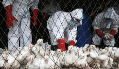 Aviaria a Vigasio: abbattimento massivo e inchiesta su Report | TgVerona