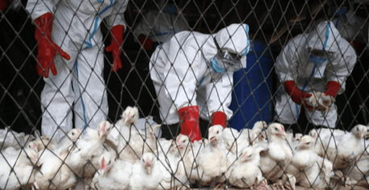 Aviaria a Vigasio: abbattimento massivo e inchiesta su Report | TgVerona