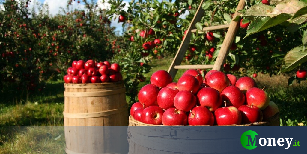 Contributi a fondo perduto in agricoltura, a chi spettano e come chiedere fino a 160.000 euro. Guida