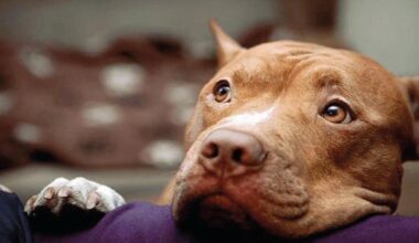 Uomo assalito dal suo Pitbull, il veterinario: «Le aggressioni non sono colpa della razza ma della malagesione del cane»