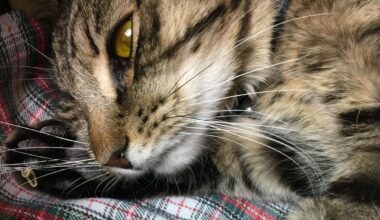 Lo studio sul coronavirus dei gatti (Fip) che può fare luce sul long Covid nell'uomo