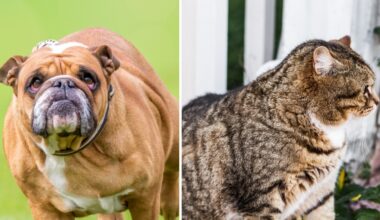 Cani e gatti obesi, fauna selvatica flagellata dai tumori. Perché sempre più animali soffrono di malattie croniche?