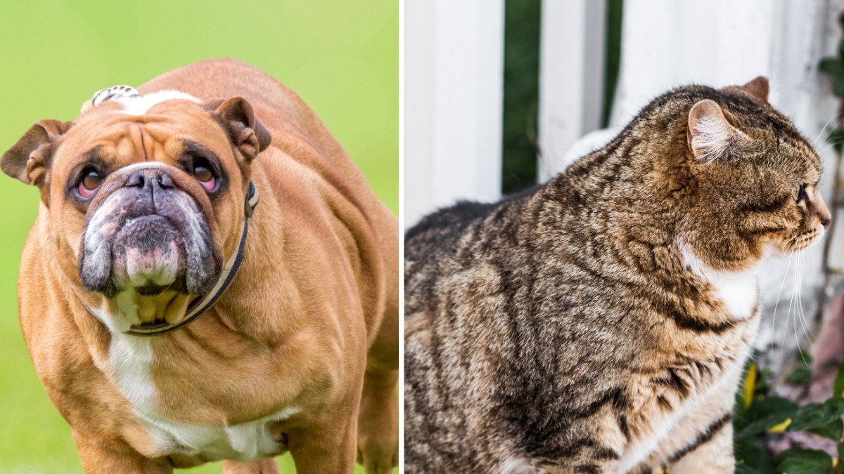 Cani e gatti obesi, fauna selvatica flagellata dai tumori. Perché sempre più animali soffrono di malattie croniche?