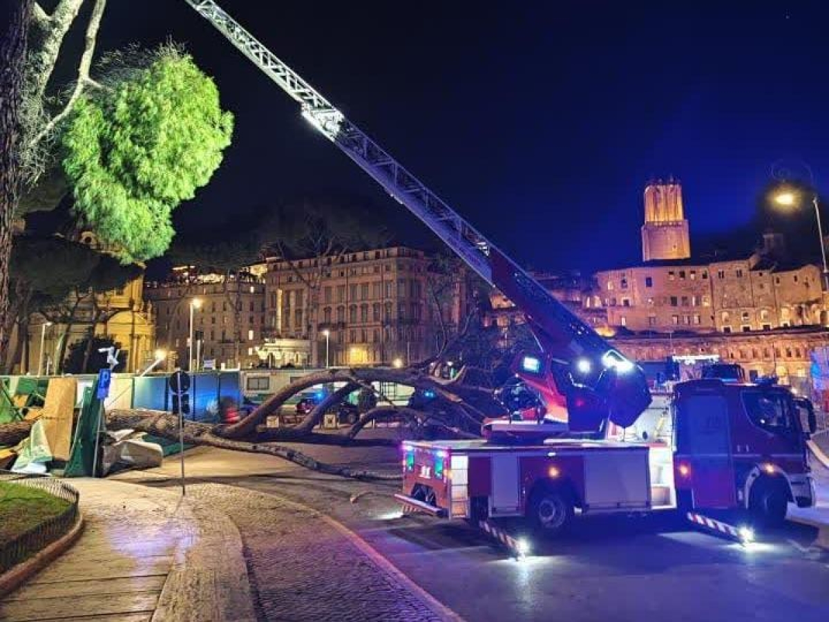 Roma, crolla un albero ai Fori Imperiali alle 5 di mattina. È il secondo in centro in pochi giorni